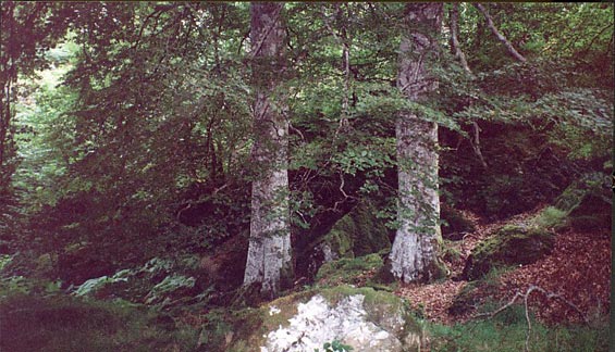 trees on the hill